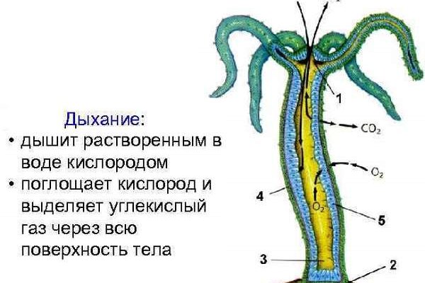 Что такое кракен плейс